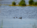 Focha común - Fulica atra - Fotja comuna