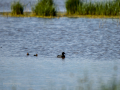Focha común - Fulica atra - Fotja comuna