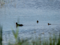 Focha común - Fulica atra - Fotja comuna