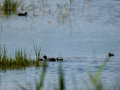 Focha común - Fulica atra - Fotja comuna