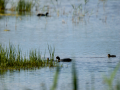 Focha común - Fulica atra - Fotja comuna