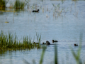 Focha común - Fulica atra - Fotja comuna