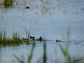 Focha común - Fulica atra - Fotja comuna