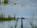Focha común - Fulica atra - Fotja comuna