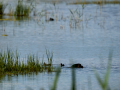 Focha común - Fulica atra - Fotja comuna