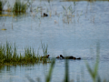 Focha común - Fulica atra - Fotja comuna