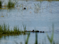 Focha común - Fulica atra - Fotja comuna