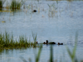 Focha común - Fulica atra - Fotja comuna