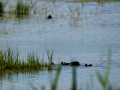 Focha común - Fulica atra - Fotja comuna