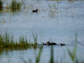 Focha común - Fulica atra - Fotja comuna