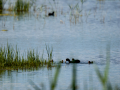 Focha común - Fulica atra - Fotja comuna
