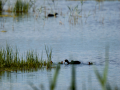 Focha común - Fulica atra - Fotja comuna