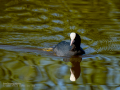 Focha común - Fulica atra - Fotja comuna