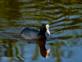 Focha común - Fulica atra - Fotja comuna