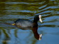 Focha común - Fulica atra - Fotja comuna