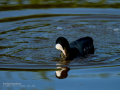 Focha común - Fulica atra - Fotja comuna