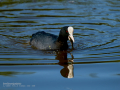 Focha común - Fulica atra - Fotja comuna