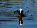Focha común - Fulica atra - Fotja comuna