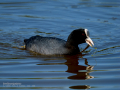 Focha común - Fulica atra - Fotja comuna
