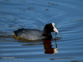Focha común - Fulica atra - Fotja comuna