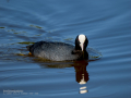 Focha común - Fulica atra - Fotja comuna