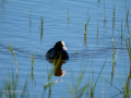 Focha común - Fulica atra - Fotja comuna