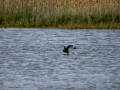 Focha común - Fulica atra - Fotja comuna