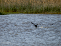 Focha común - Fulica atra - Fotja comuna