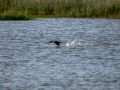 Focha común - Fulica atra - Fotja comuna