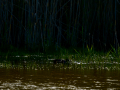 Focha común - Fulica atra - Fotja comuna