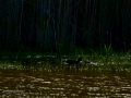 Focha común - Fulica atra - Fotja comuna