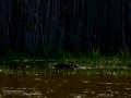 Focha común - Fulica atra - Fotja comuna