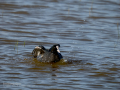 Focha común - Fulica atra - Fotja comuna