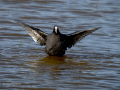 Focha común - Fulica atra - Fotja comuna