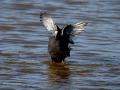 Focha común - Fulica atra - Fotja comuna