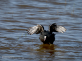 Focha común - Fulica atra - Fotja comuna