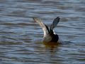 Focha común - Fulica atra - Fotja comuna
