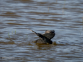 Focha común - Fulica atra - Fotja comuna