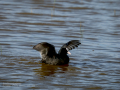 Focha común - Fulica atra - Fotja comuna