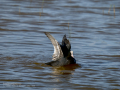 Focha común - Fulica atra - Fotja comuna