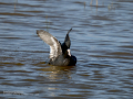 Focha común - Fulica atra - Fotja comuna