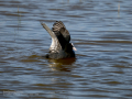 Focha común - Fulica atra - Fotja comuna