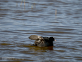 Focha común - Fulica atra - Fotja comuna