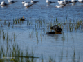 Focha común - Fulica atra - Fotja comuna