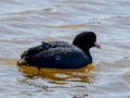 Focha común - Fulica atra - Fotja comuna