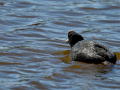 Focha común - Fulica atra - Fotja comuna