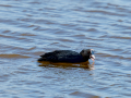 Focha común - Fulica atra - Fotja comuna