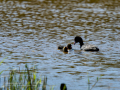 Focha común - Fulica atra - Fotja comuna