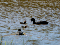 Focha común - Fulica atra - Fotja comuna