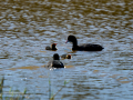 Focha común - Fulica atra - Fotja comuna